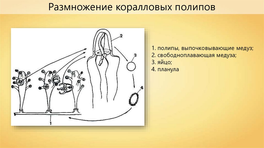 Жизненный цикл коралловых полипов схема. Цикл развития коралла. Размножение коралловых полипов. Размножение коралловых полипов схема.