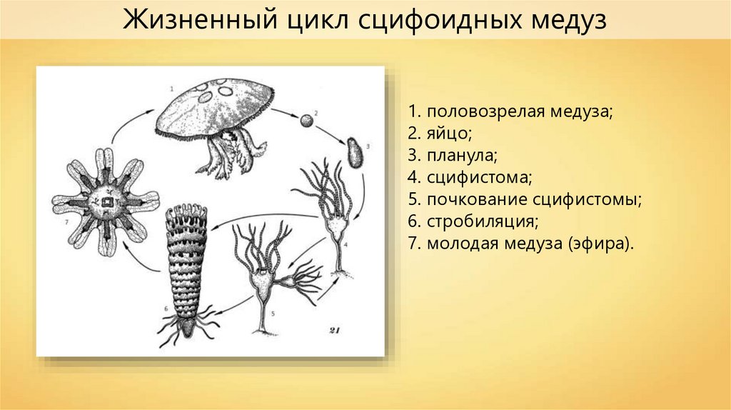 Стадия жизненного цикла медузы. Жизненный цикл сцифоидных медуз. Сцифоидные планула. Схема размножения сцифоидных. Личинка сцифоидных медуз.