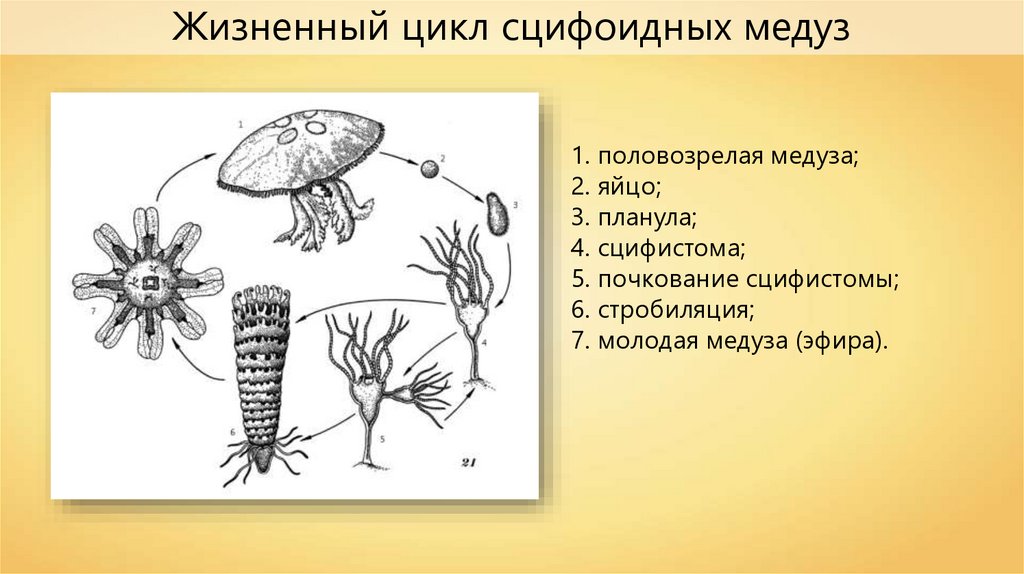 Жизненный цикл сцифоидных медуз. Сцифоидные планула. Схема размножения сцифоидных. Личинка сцифоидных медуз. Размножение сцифиодовой медузы.