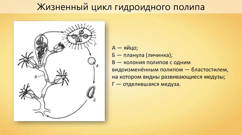 Жизненный цикл полипа. Цикл развития гидроидного полипа. Схема жизненного цикла гидроидных. Стадии развития гидроидного полипа. Размножение гидроидных полипов.