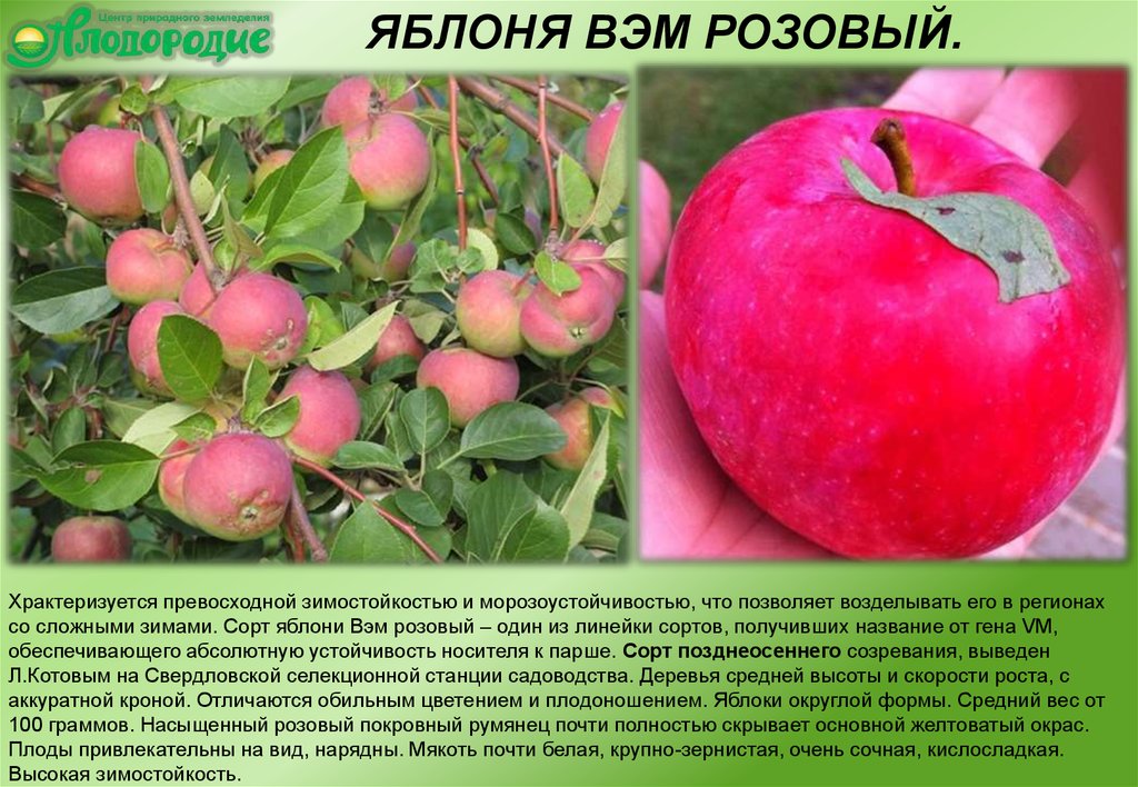 Вэм розовый яблоня описание фото