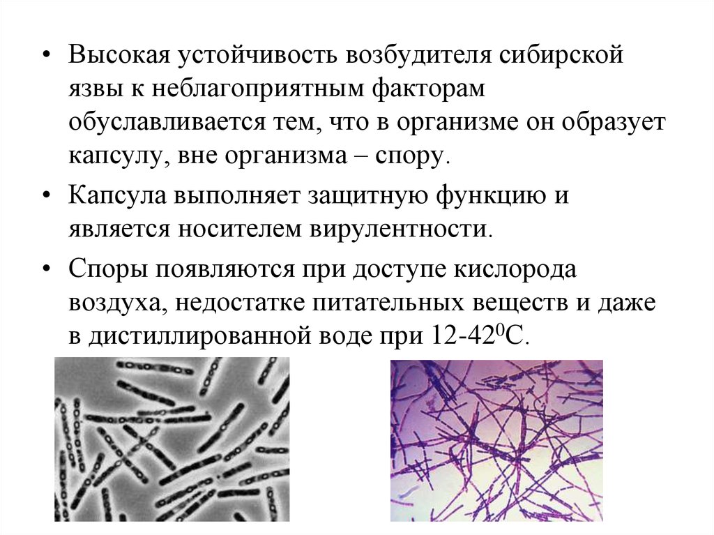Возбудитель сибирской язвы. Бациллы сибирской язвы в организме. Сибиреязвенная палочка подвижность. Сибирская язва строение бактерии. Споры возбудителя сибирской язвы.