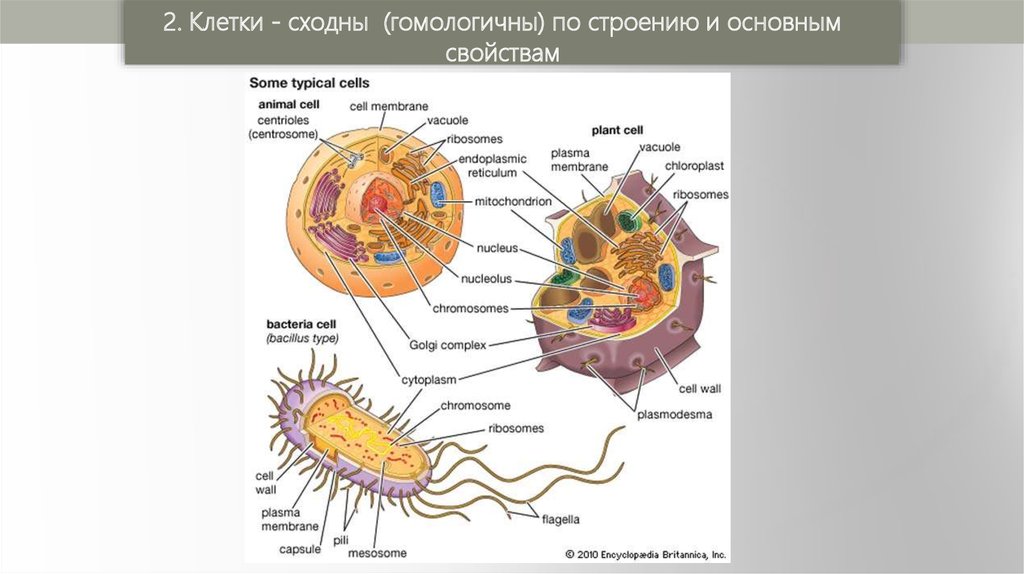 Живые организмы имеют клеточное строение. Гомологичность клеток. Гомологичнрсиь клетки. Гомологичные клетки. Клетки гомологичны по строению и основным свойствам.
