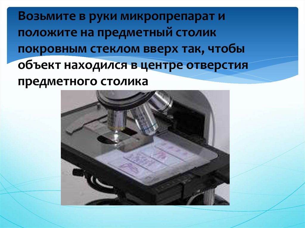 Почему важно накрыть препарат покровным стеклом именно так как показано на рисунке