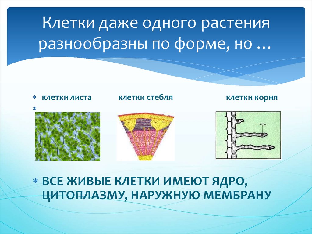 Проект большой мир маленьких клеток