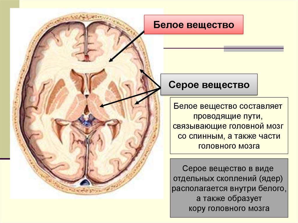 Белое вещество головного и спинного мозга образуют. Головной мозг в разрезе серое и белое вещество. Серое и белое вещество в полушариях большого мозга. Расположение белого и серого вещества в больших полушариях. Большие полушария серое и белое вещество.