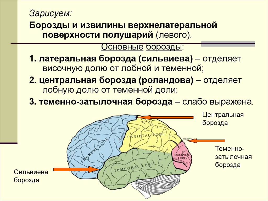 Большой (конечный) мозг - online presentation
