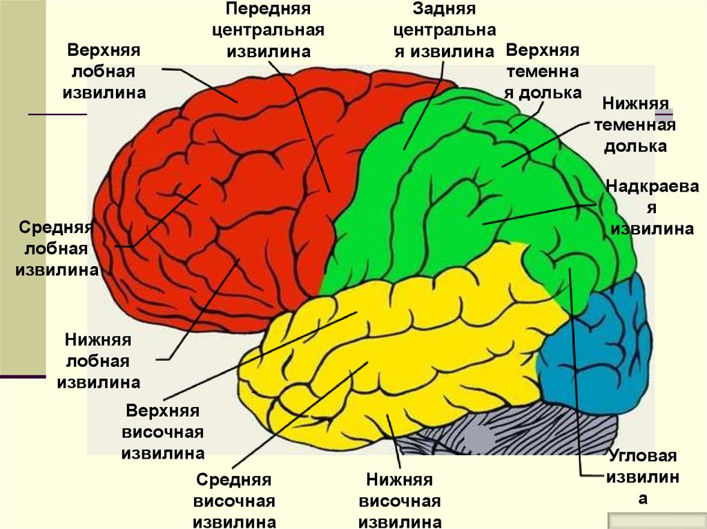 Рассмотрите рисунок с изображением мозга человека какая доля мозга окрашена голубым цветом назовите