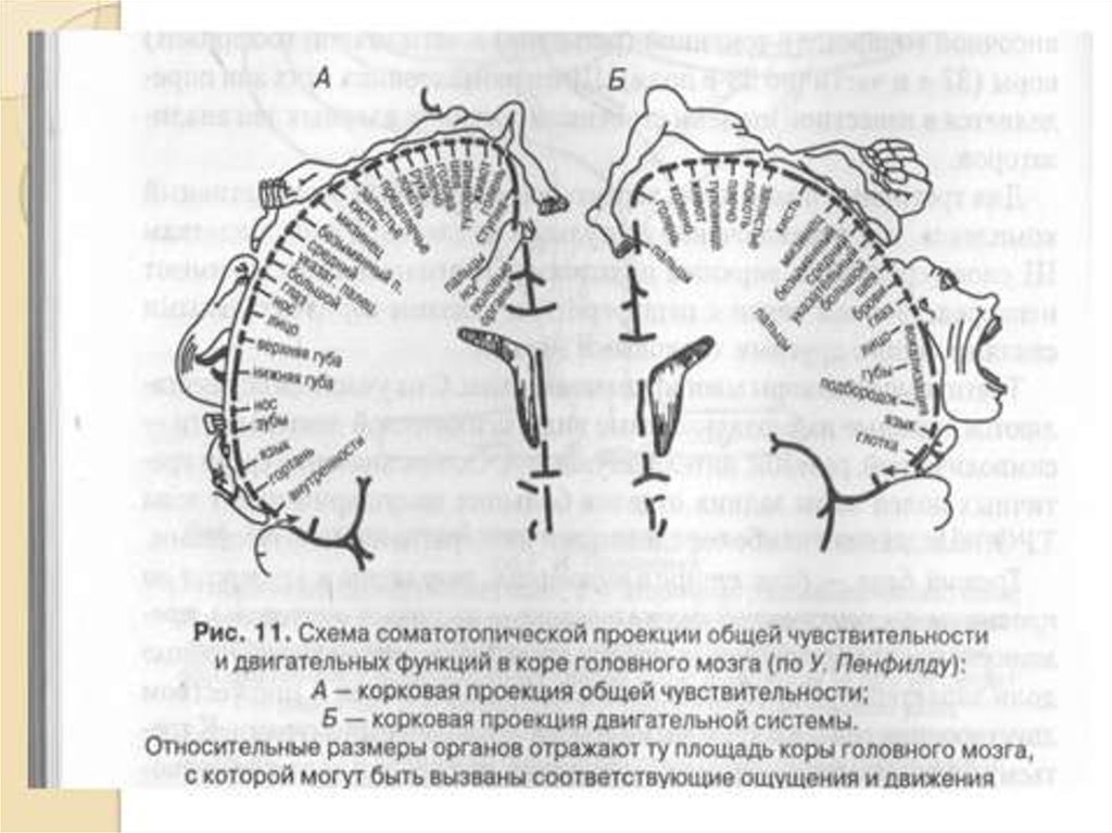 Проекция мозга. Соматотопическая организация коры головного мозга. Корковая проекция чувствительности и двигательной системы. Схема соматотопической проекции в коре головного мозга описана. Кора головного мозга по Пенфилду.