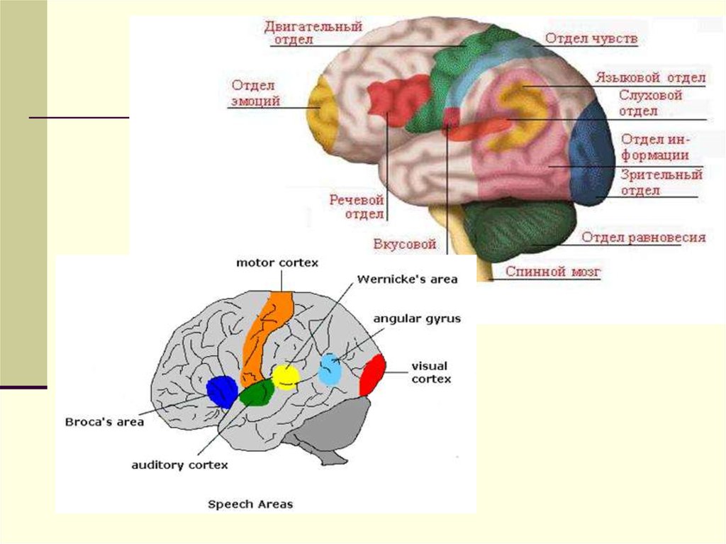Ядра полушарий большого мозга. Подкорковые ядра больших полушарий. Строение головного мозга Дубынин. Большой или конечный мозг. Функции коры конечного мозга.