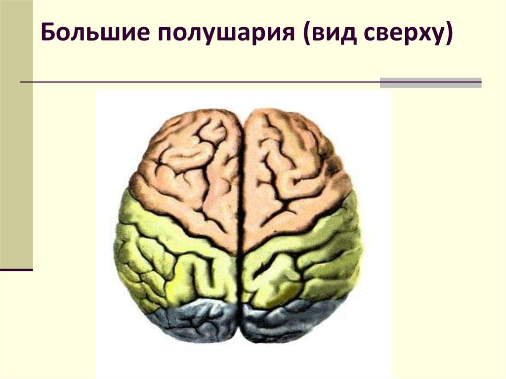 Виды мозга. Большие полушария головного мозга вид сбоку. Большие полушария головного мозга рис 81. Большое полушарие. Большие полушария вид сверху.