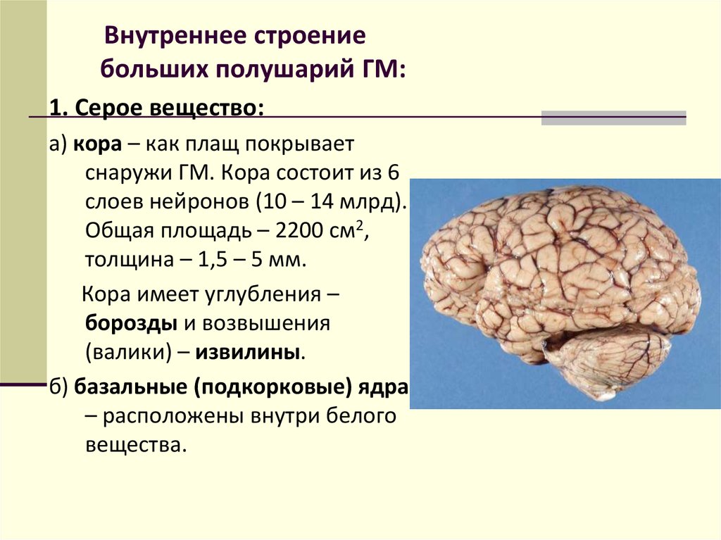 Сравните строение больших полушарий головного мозга. Строение и функции больших полушарий.