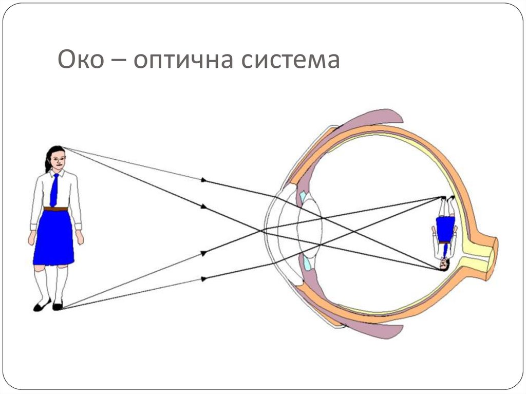 Око – оптична система