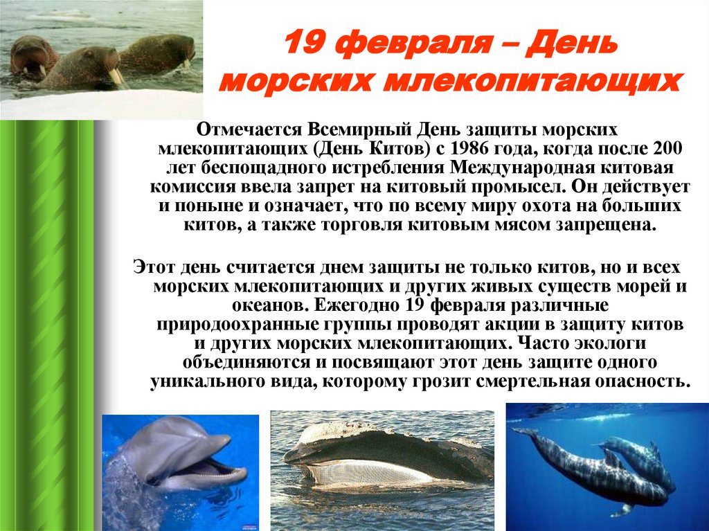 19 февраля – День морских млекопитающих