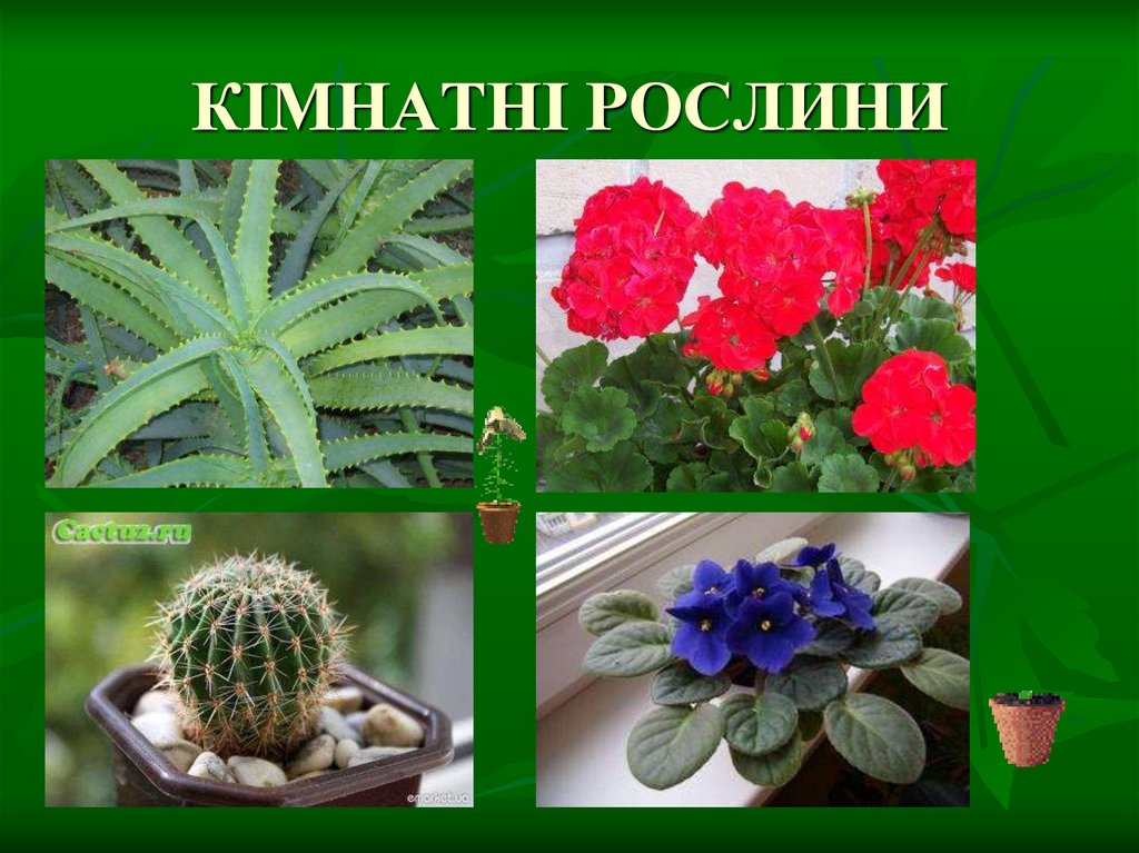 КІМНАТНІ РОСЛИНИ