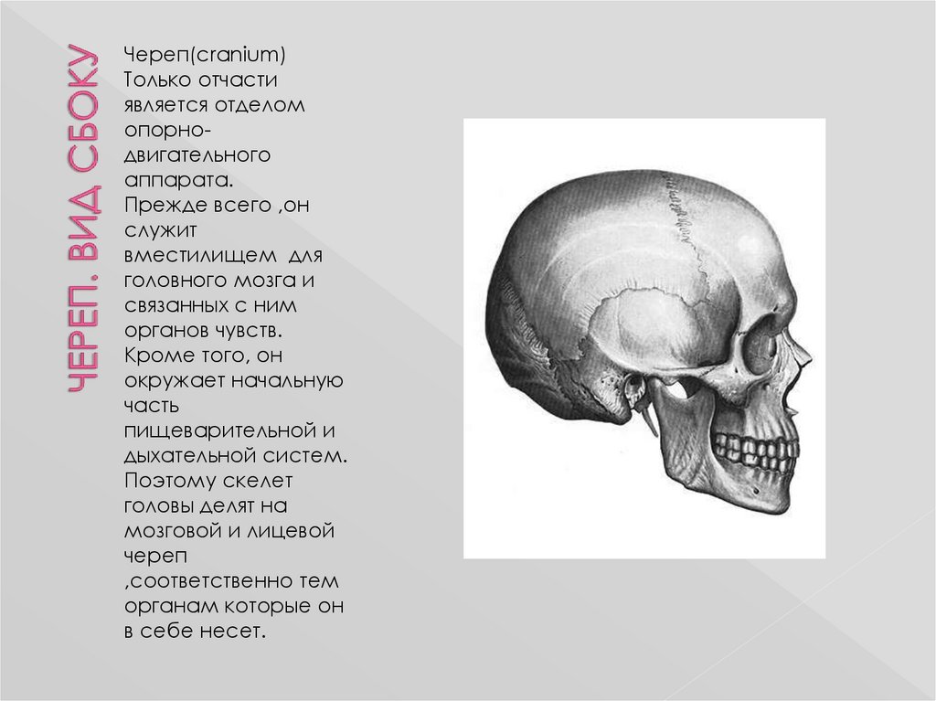 Череп головы. Скелет головы. Скелет головы череп. Череп анатомия презентация.