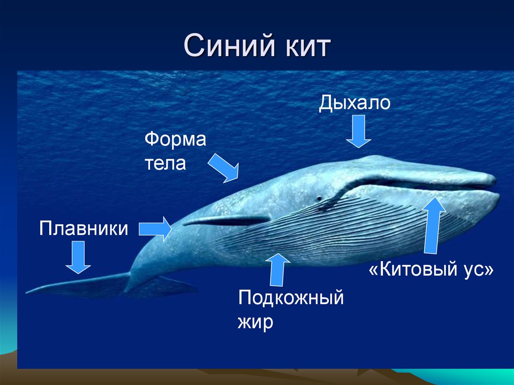 Физиологические признаки синего кита 5 класс