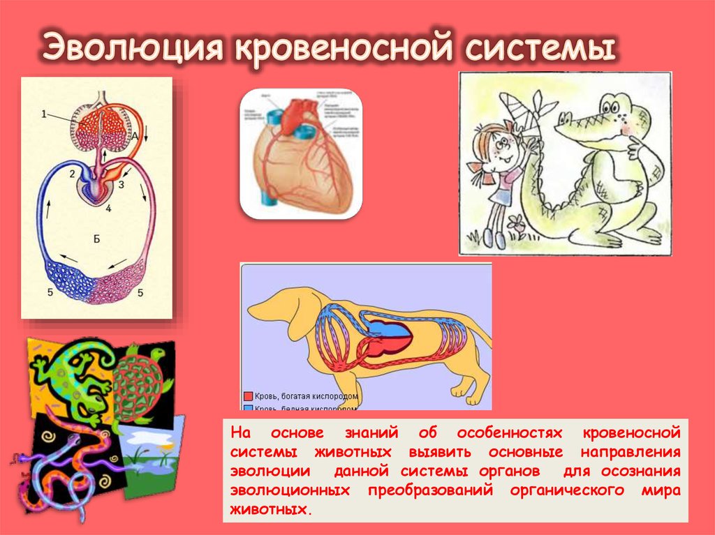 Проект эволюция кровеносной системы