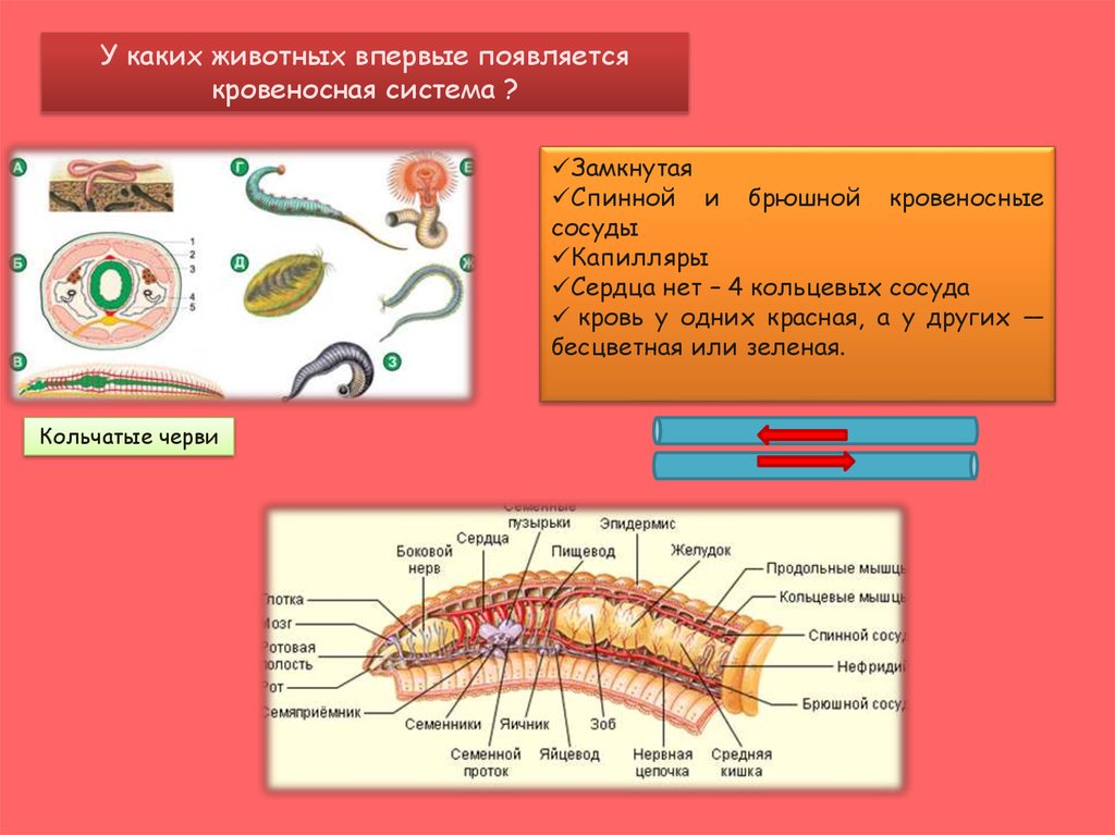 Круглые черви кровеносная система