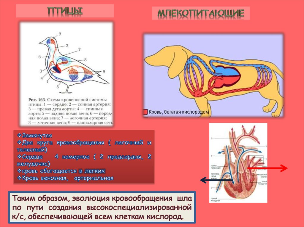 Типы кровеносных систем