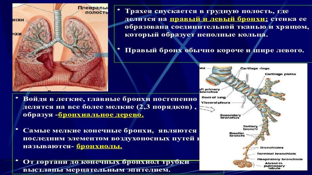 Легочная вентиляция и легочное дыхание