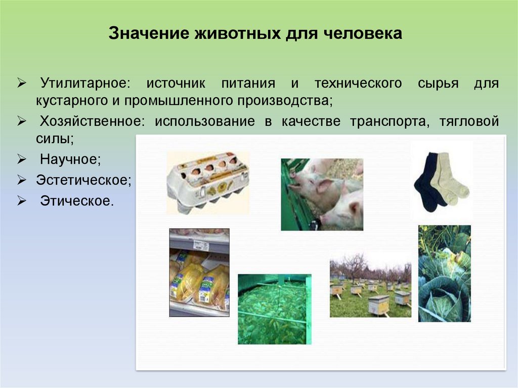 Значение животных для человека. Роль животных в жизни человека. Значение животных в жизни человека. Роль животных в окружающей среде.