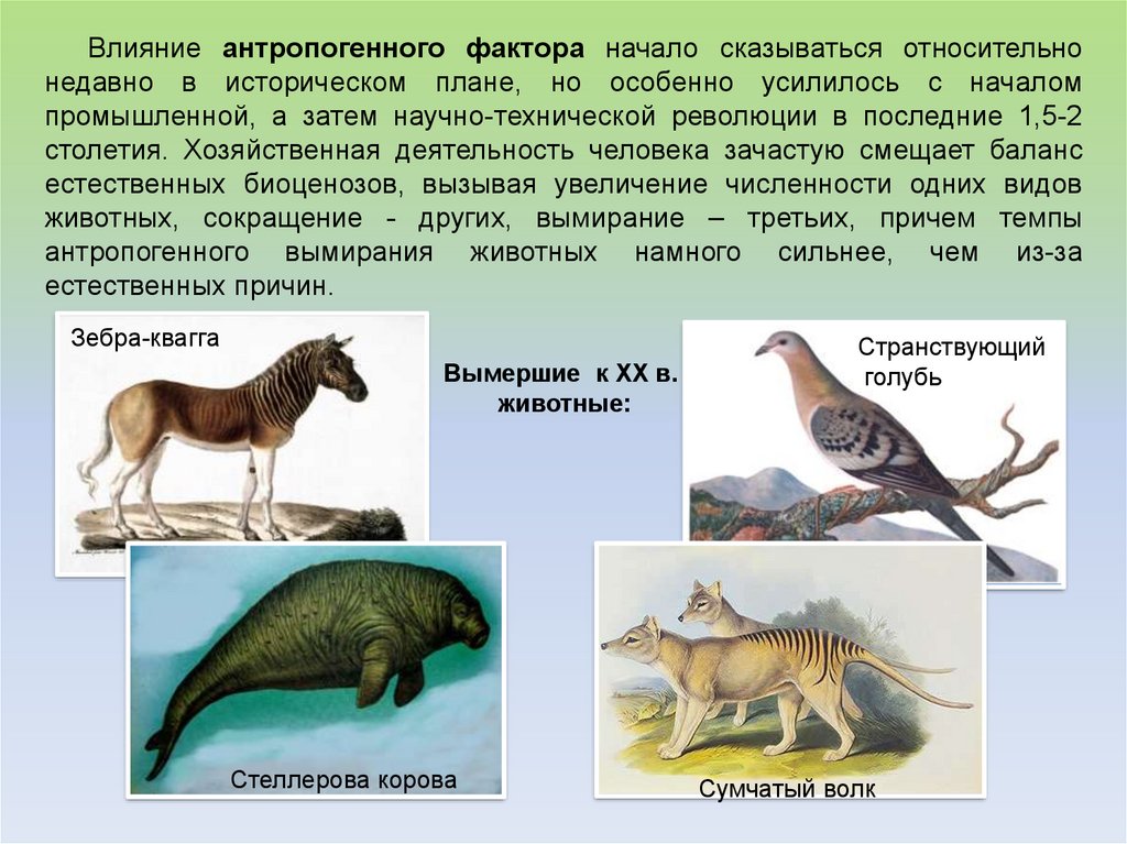 Животный мир и хозяйственная деятельность человека презентация