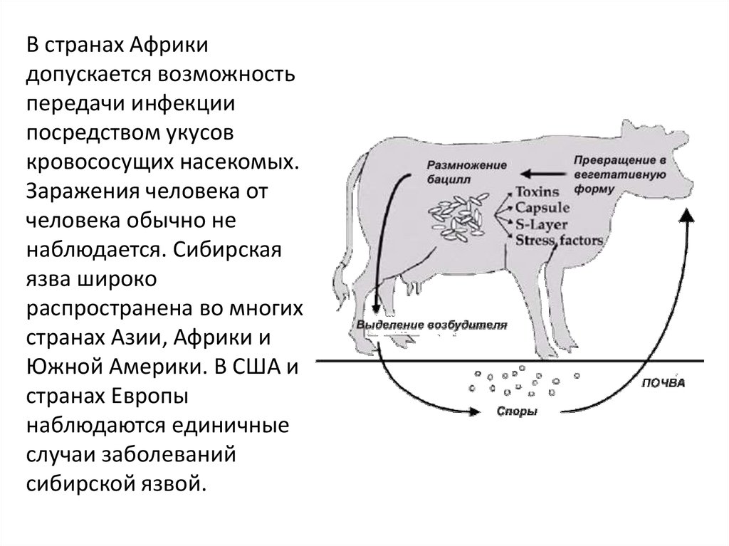 Как передается язва. Сибирская язва схема заражения. Цикл развития сибирской язвы. Заражение человека сибирской язвой. Как заражаются сибирской язвой люди.
