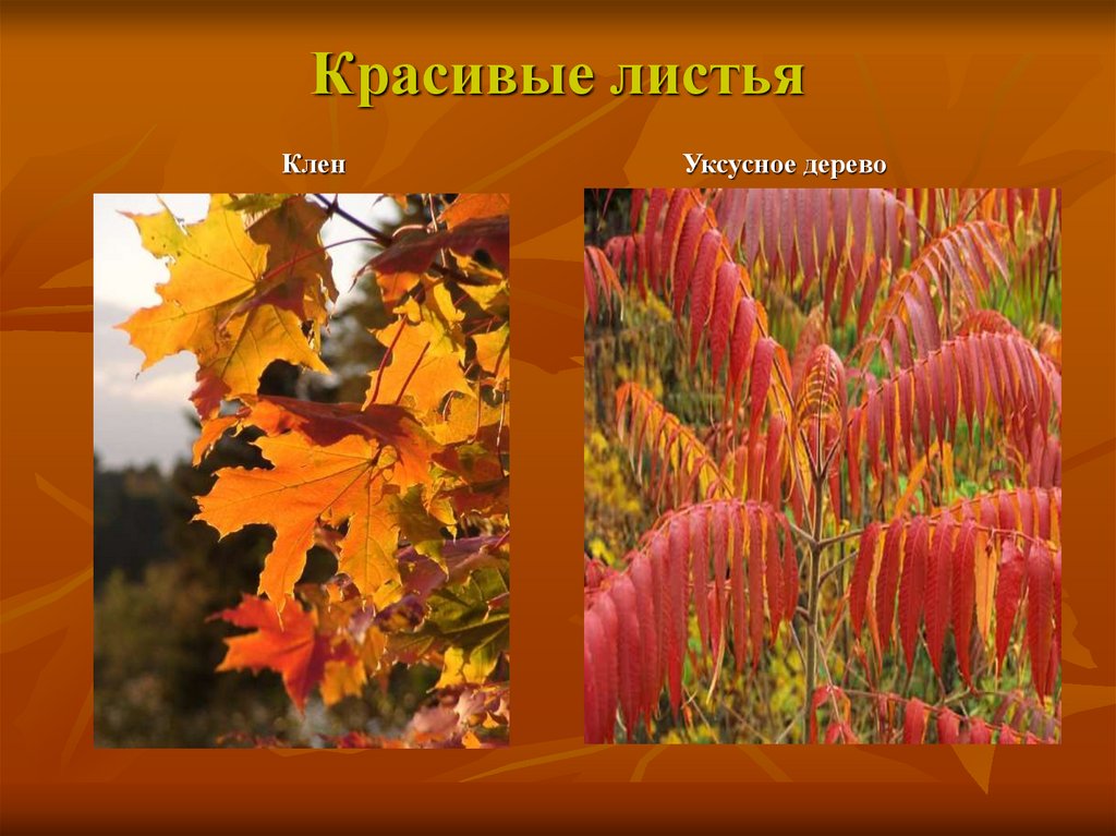 Красивые листья