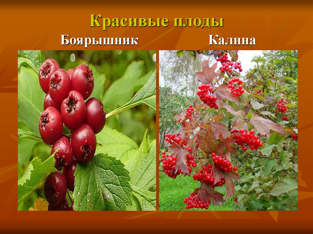 Красивые плоды