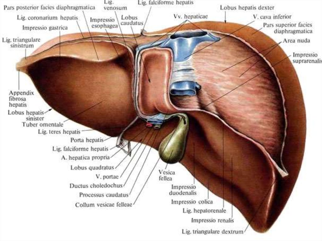 Печень части органа. Строение печени человека анатомия. Висцеральная поверхность печени анатомия латынь. Строение печени висцеральная поверхность. Вдавления печени на висцеральной поверхности.
