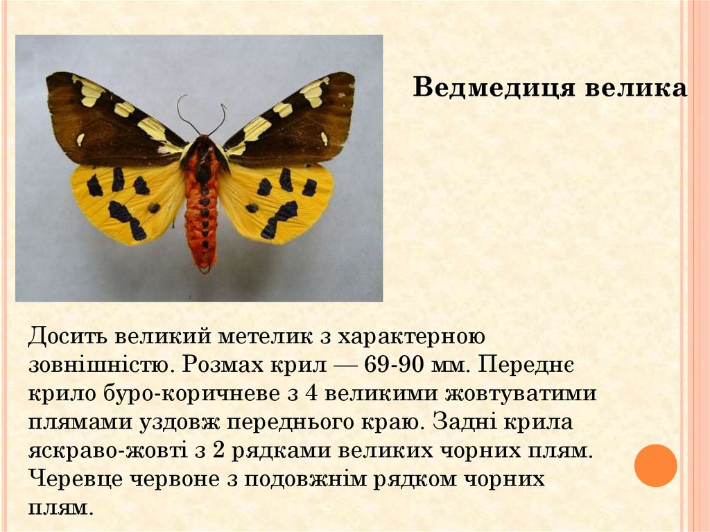 Почему бабочки такие разные и красивые. Почему бабочка дрожит.