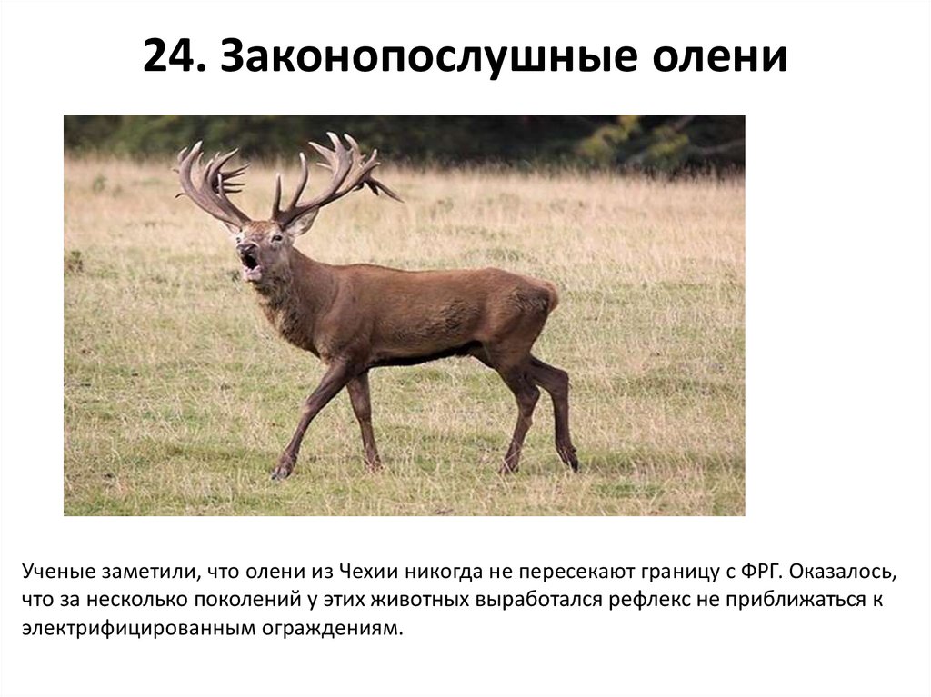 24. Законопослушные олени