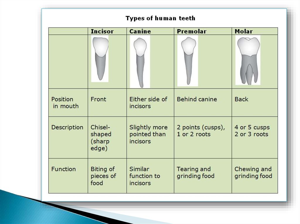 Human types. Types of Teeth. Incisor canine premolar molar. Types of Teeth and their functions. Premolar Teeth.