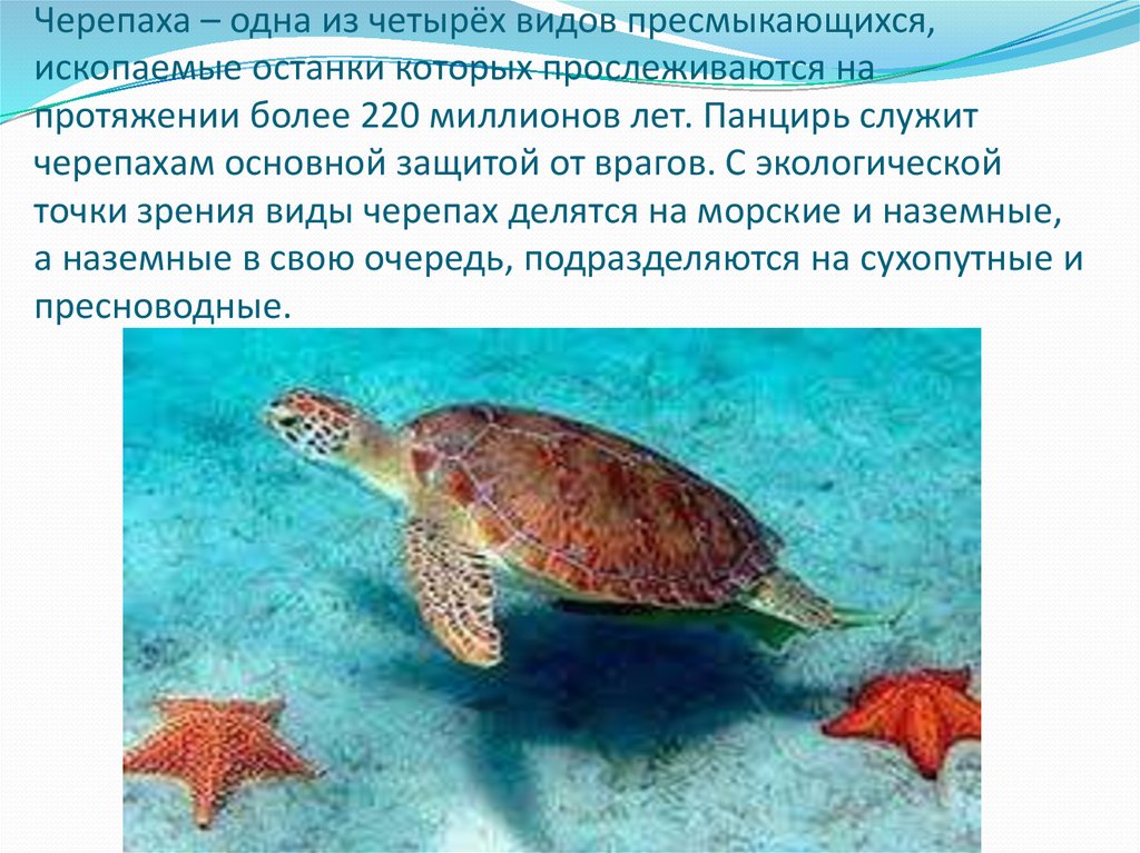 Черепаха – одна из четырёх видов пресмыкающихся, ископаемые останки которых прослеживаются на протяжении более 220 миллионов