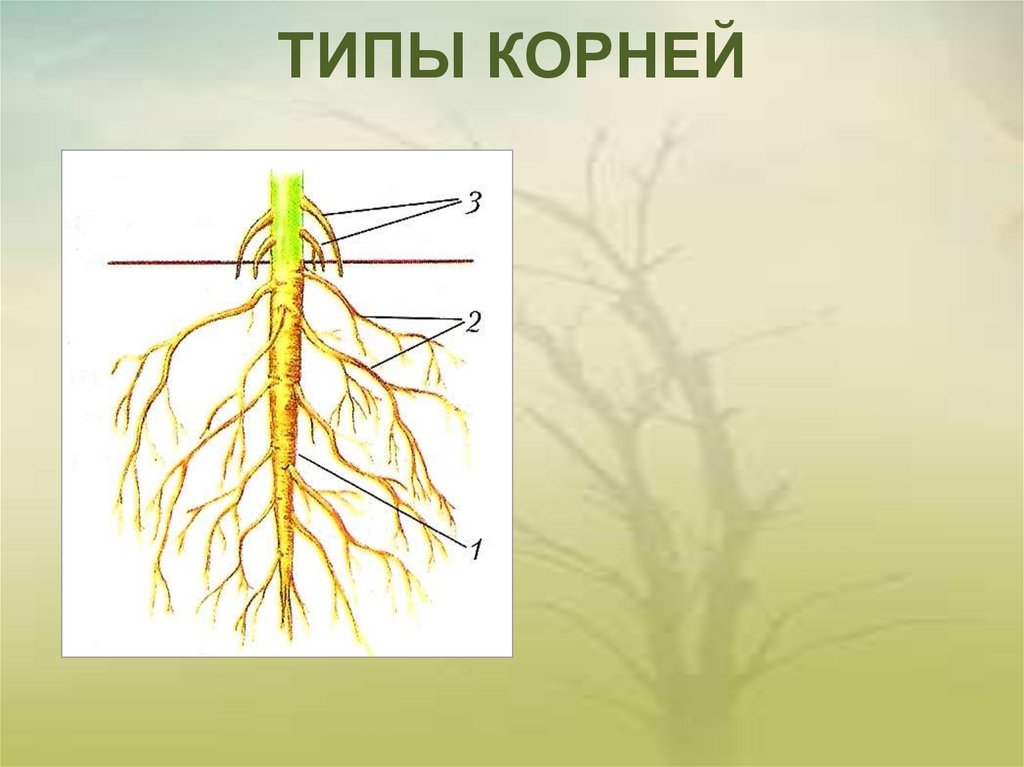 На рисунке стержневая корневая система обозначена буквой а