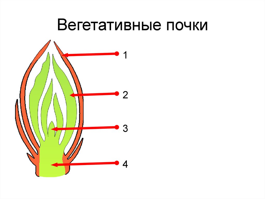 Рисунок почки растения