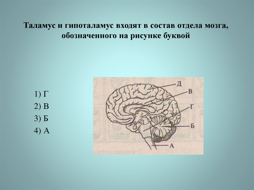 Буквой б на рисунке обозначен. Таламус и гипоталамус входят в состав мозга. Таламус и гипоталамус ЕГЭ. Зрительный бугор таламус входит в состав. В состав гипоталамуса входят.