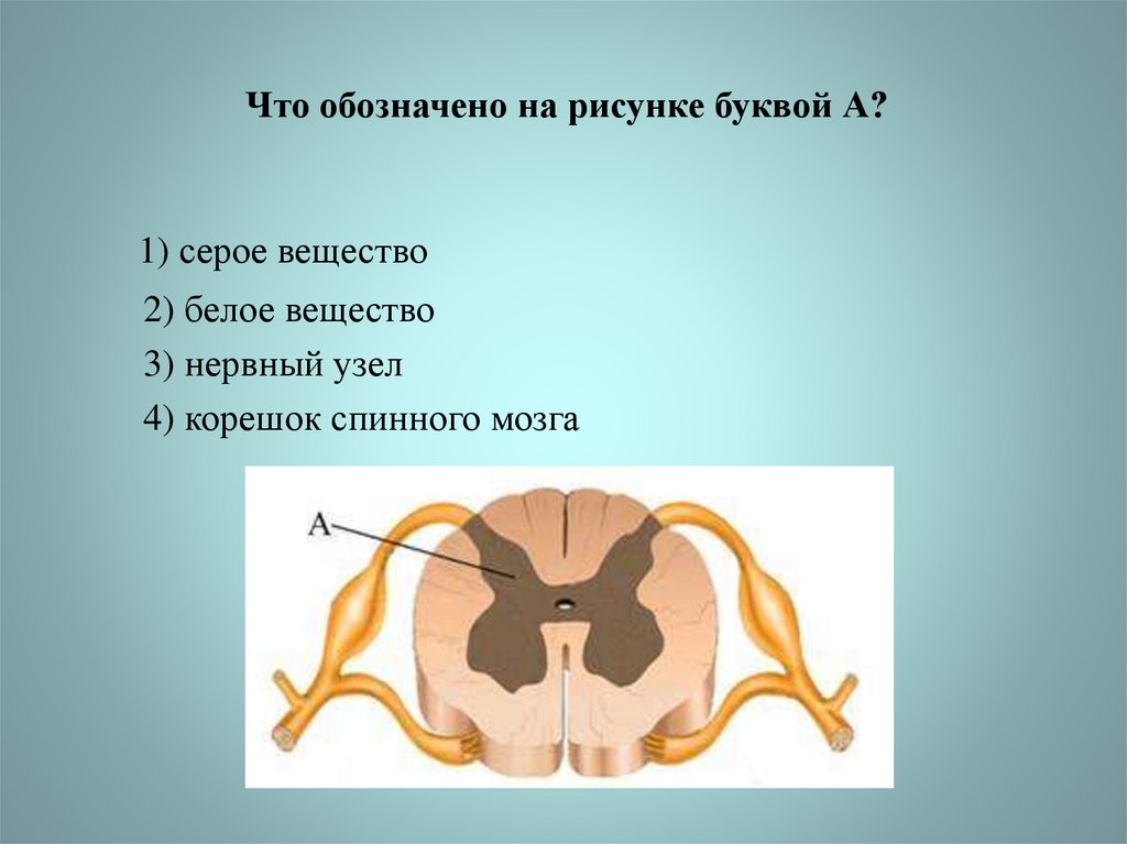 Какой буквой на рисунке. Структура серого вещества спинного мозга обозначенные. Серое вещество рисунок. Серое и белое вещество спинного мозга рисунок. Нервные узлы серое вещество белое вещество.