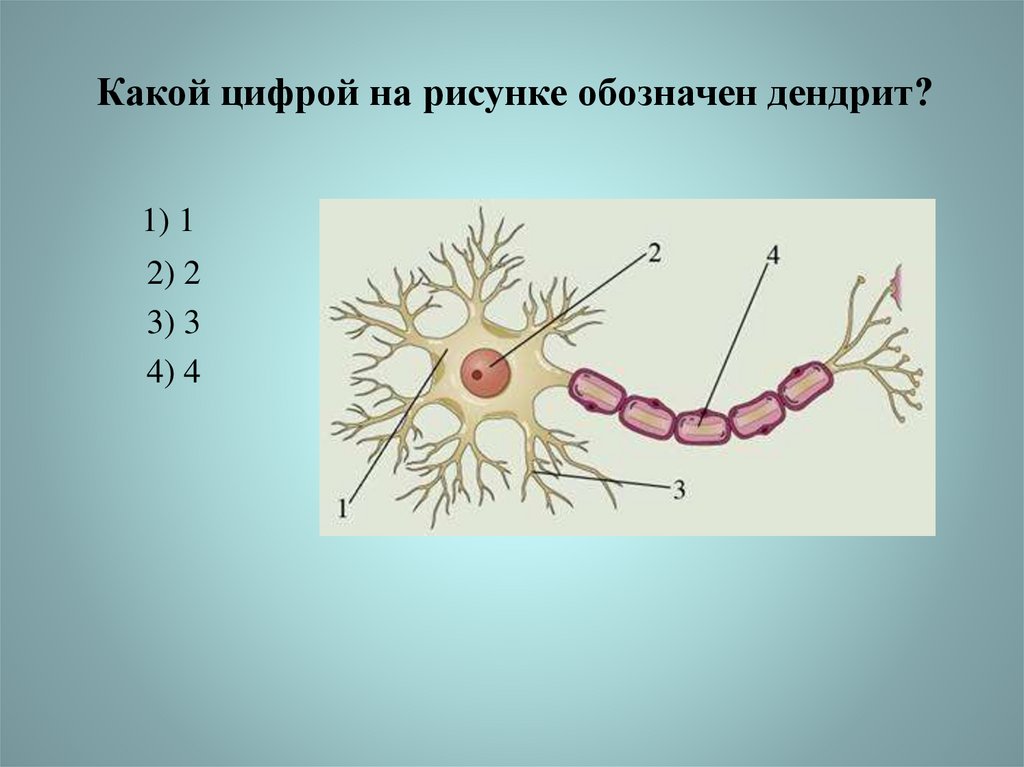 Обозначьте на рисунке. Какой цифрой на рисунке обозначен дендрит?. Какой цифрой на рисунке обозначен Аксон. Какой цифрой на рисунке обозначеначен денрит. Какой цифрой на рисунке обозначен дендрит Аксон.