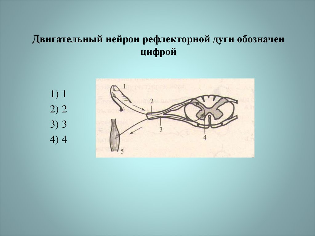 Какой буквой обозначен на рисунке двигательный нейрон