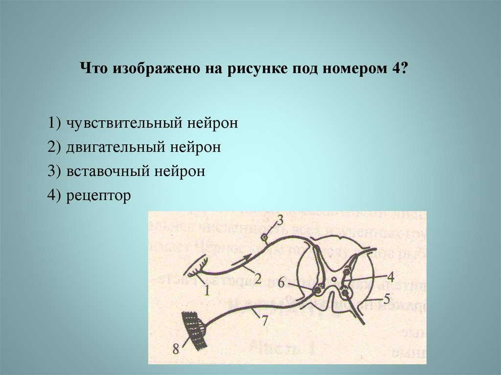 Что изображено на рисунке под номером 3