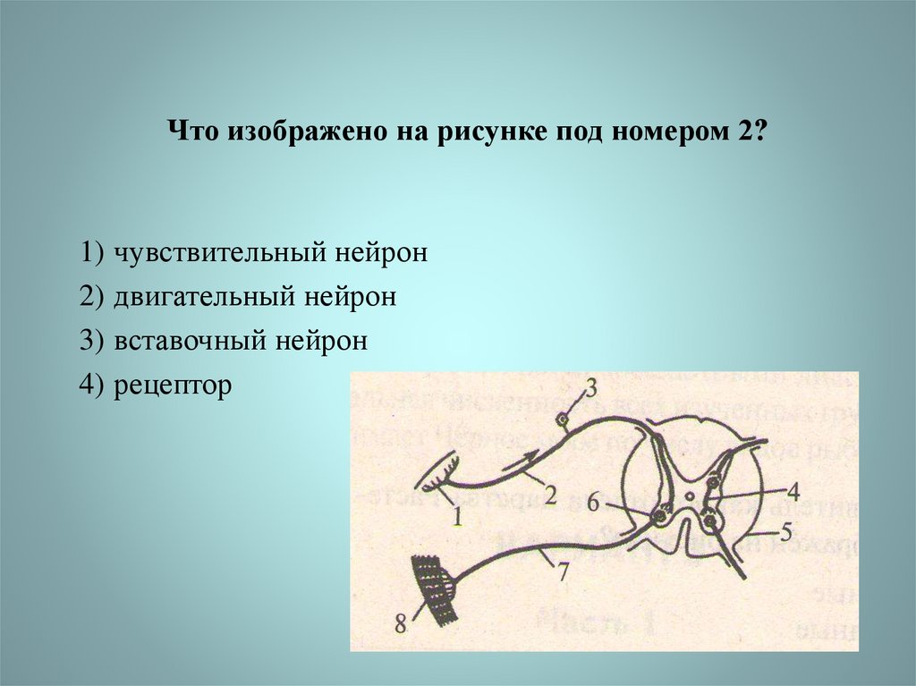 Что отсутствует в изображенной схеме рефлекторной дуги 1 вставочный нейрон 2 чувствительный нейрон