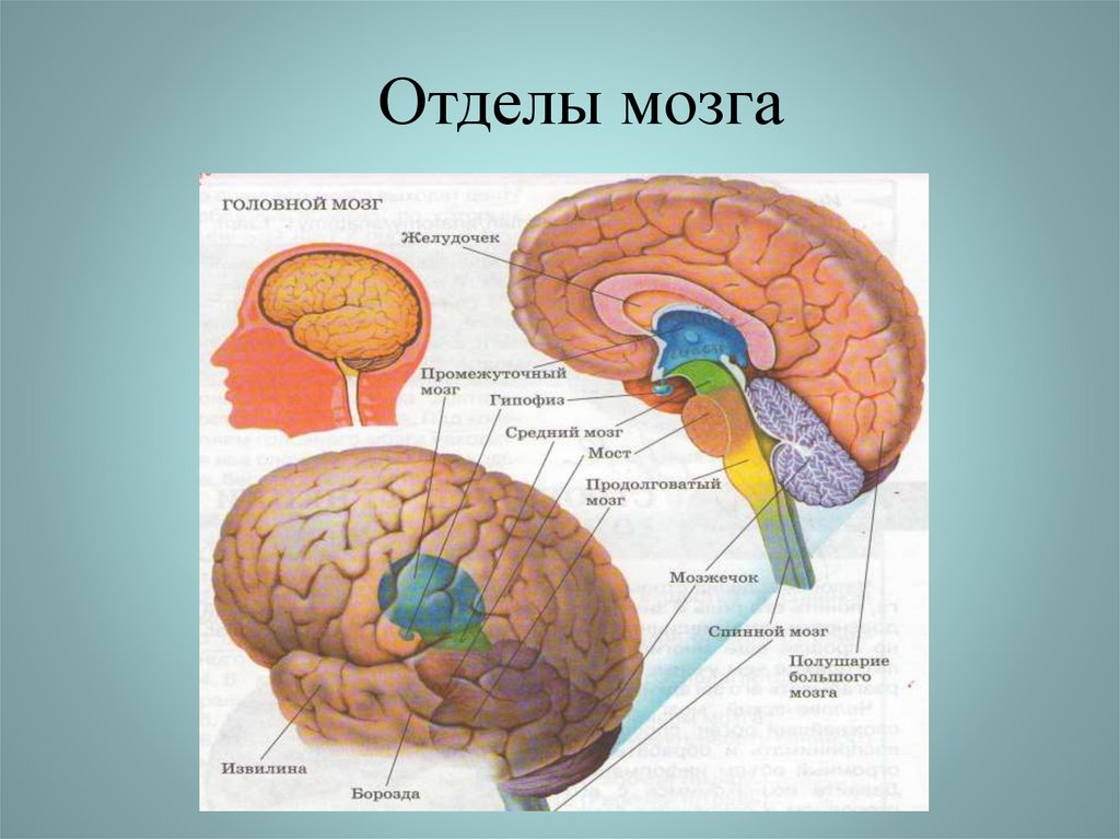 Первичные отделы головного мозга