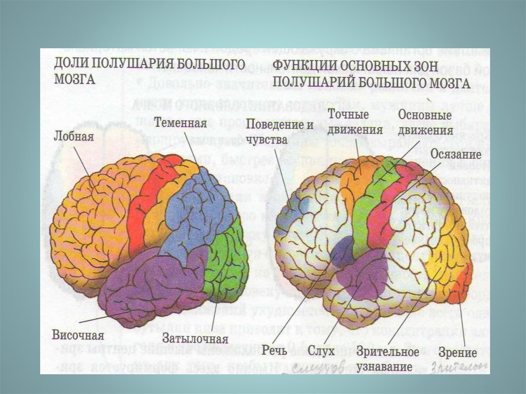 Основные зоны мозга. Доли больших полушарий головного мозга схема. Строение больших полушарий головного мозга биология. Функции основных зон больших полушарий головного мозга. Строение доли зоны коры головного мозга.
