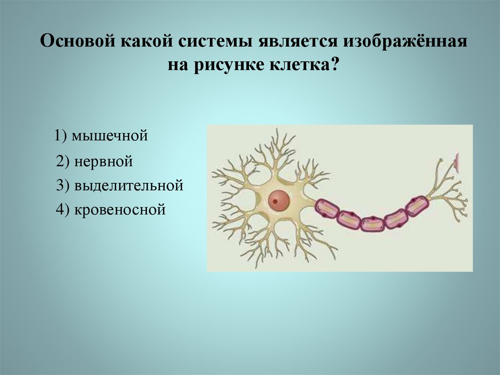 Основа нервной клетки. Нервные и мышечные клетки. Основой какой системы является изображённая на рисунке клетка?. На рисунке изображена нервная клетка. Мышечная и нервная клетка рисунок.