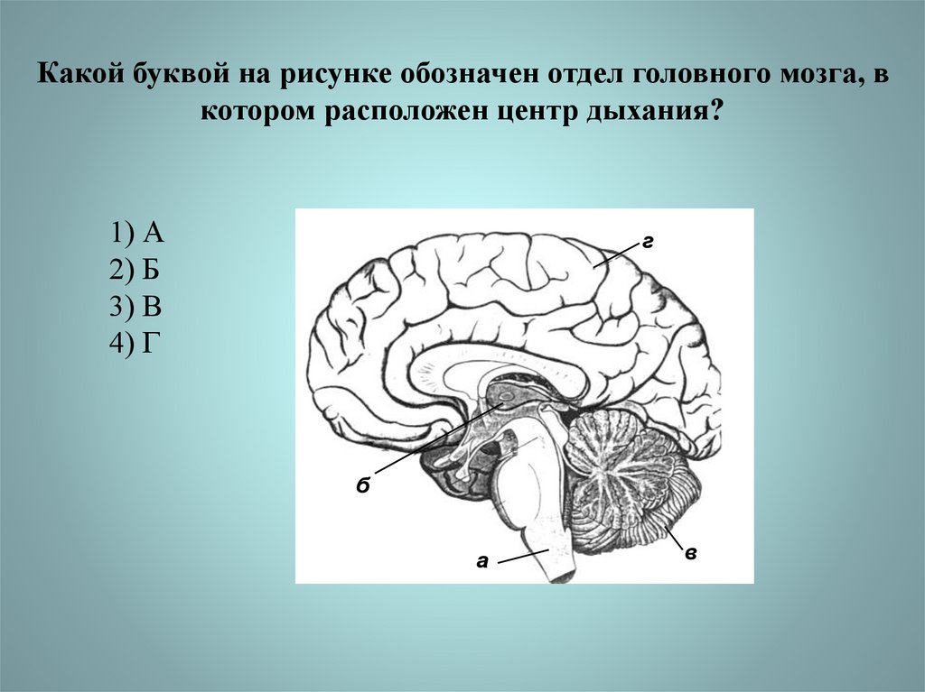 Центр поддержания равновесия в каком отделе мозга. Центр защитных рефлексов головной мозг. Отделы головного мозга и центры регуляции. Отдел головного мозга в котором расположен центр регуляции. Головной мозг рисунок.