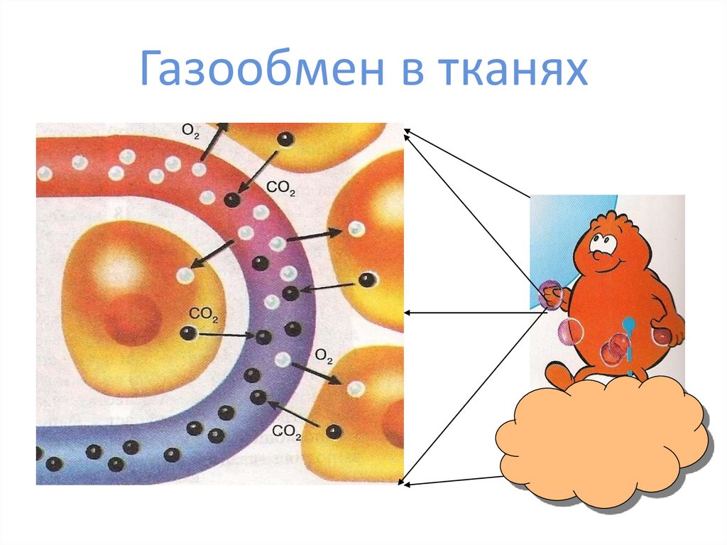 Газообмен в тканях фото