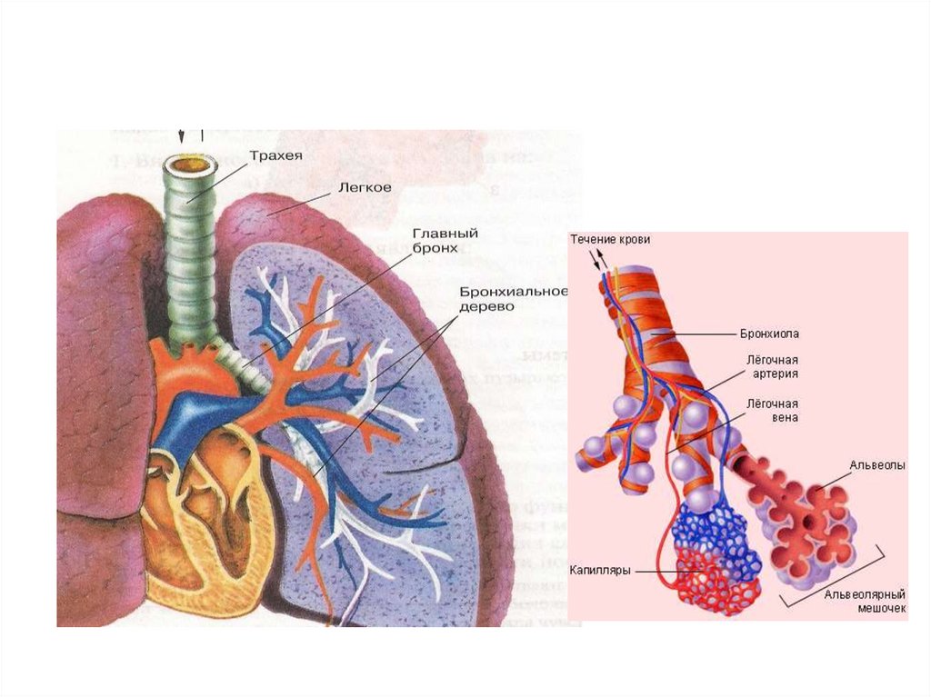 Бронхи и легкие. Дыхательная система человека бронхи. Строение легких альвеолы бронхи. Трахея бронхи бронхиолы. Трахея бронхи легкие строение.
