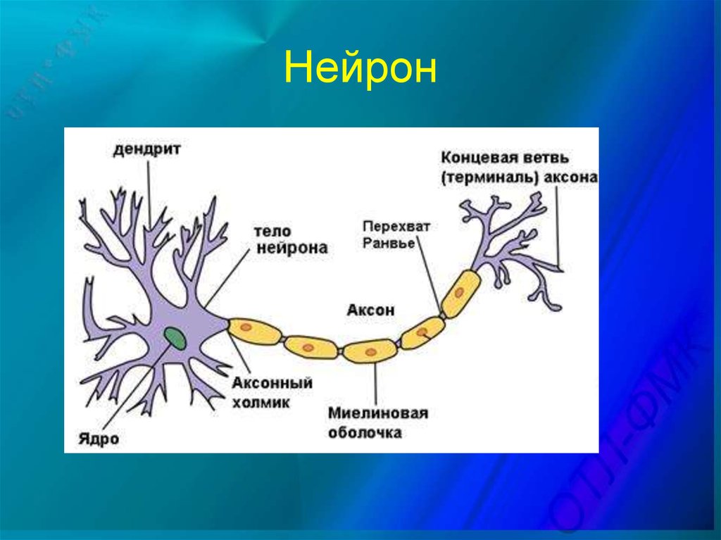 Части нейрона